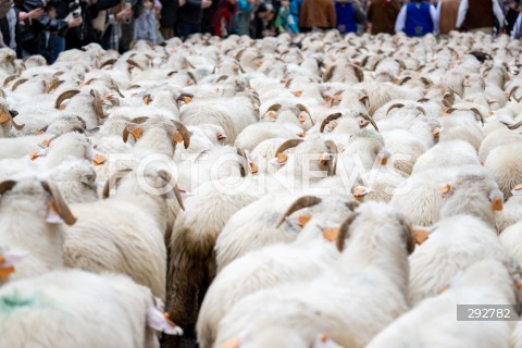  12.10.2024 SZCZAWNICA<br />
REDYK JESIENNY<br />
N/Z OWCE NA ULICY<br />
FOT. MARCIN BANASZKIEWICZ/FOTONEWS  