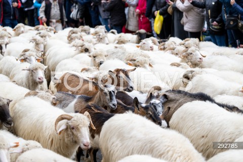  12.10.2024 SZCZAWNICA<br />
REDYK JESIENNY<br />
N/Z OWCE NA ULICY<br />
FOT. MARCIN BANASZKIEWICZ/FOTONEWS  