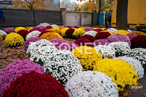  01.11.2024 WARSZAWA<br />
DZIEN WSZYSTKICH SWIETYCH<br />
N/Z CHRYZANTEMY<br />
FOT. MARCIN BANASZKIEWICZ/FOTONEWS  