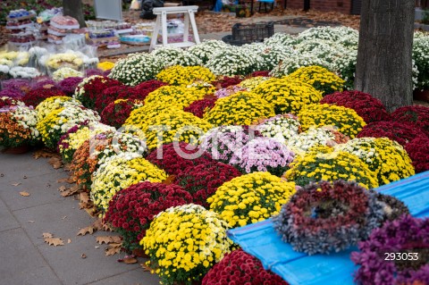  01.11.2024 WARSZAWA<br />
DZIEN WSZYSTKICH SWIETYCH<br />
N/Z CHRYZANTEMY<br />
FOT. MARCIN BANASZKIEWICZ/FOTONEWS  