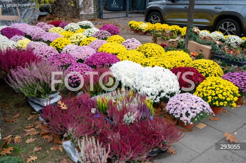  01.11.2024 WARSZAWA<br />
DZIEN WSZYSTKICH SWIETYCH<br />
N/Z CHRYZANTEMY<br />
FOT. MARCIN BANASZKIEWICZ/FOTONEWS  