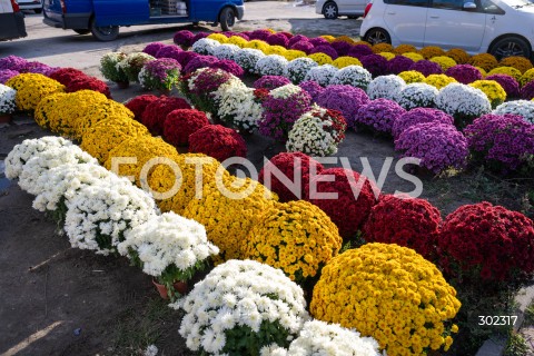  31.10.2025 WARSZAWA<br />
CMENTARZ TARCHOMINSKI<br />
N/Z CHRYZANTEMY<br />
FOT. MARCIN BANASZKIEWICZ / FOTONEWS  