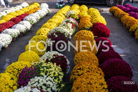  31.10.2025 WARSZAWA<br />
CMENTARZ TARCHOMINSKI<br />
N/Z CHRYZANTEMY<br />
FOT. MARCIN BANASZKIEWICZ / FOTONEWS  