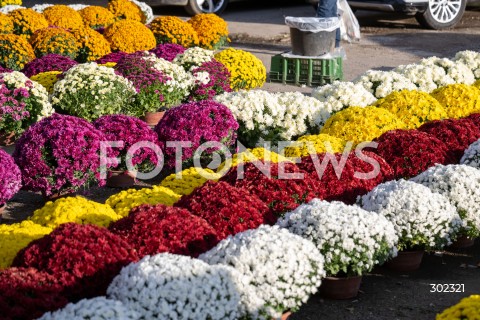  31.10.2025 WARSZAWA<br />
CMENTARZ TARCHOMINSKI<br />
N/Z CHRYZANTEMY<br />
FOT. MARCIN BANASZKIEWICZ / FOTONEWS  